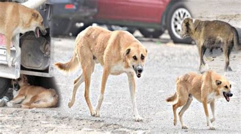 مجموعة من الكلاب الضالة تهاجم سياح في كابادوكيا التركية صور تركيا بالعربي