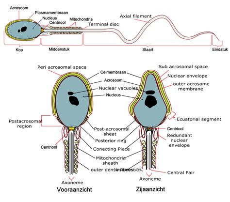 Sperm Cell Adaptations Full Information 2023