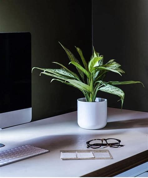 26 Best Offıce Desk Plants That Dont Need Space