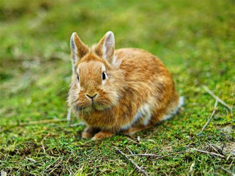 25 Most Popular Types Of Pet Rabbits Vivo Pets