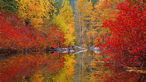 Online Crop Red And Yellow Leaf Trees Beside Body Of Water Wallpaper