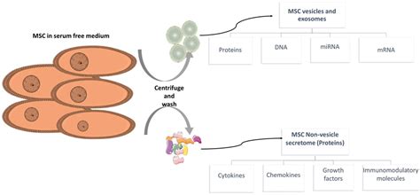 Overview Of Msc Secretome Contents At First Mscs Are Cultured In A Download Scientific