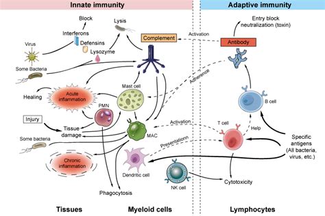 Innate And Adaptive Immune Mechanisms Immunology Immunity Med