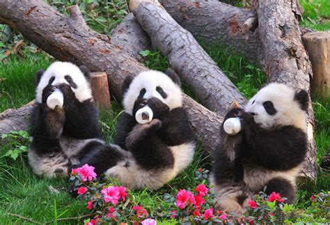 1 Day Panda Base And Chengdu City Tour Panda Trips China Travel