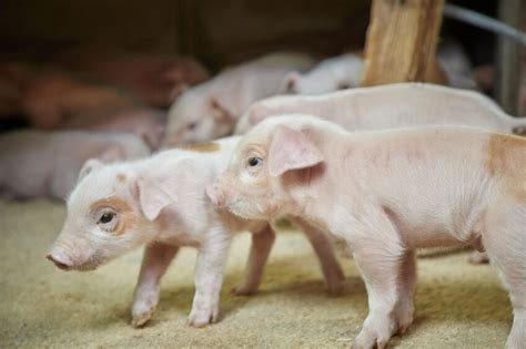 Robust Weaned Pigs Start With Optimal Haemoglobin Pig Progress