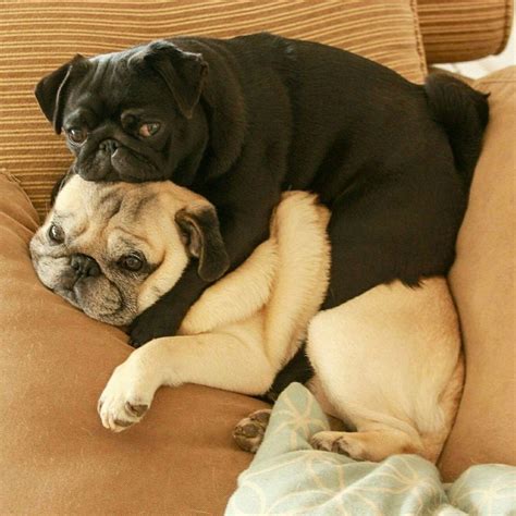 The Black Pug Looks How My Puppy Will When She Is Grown And Tan Colored