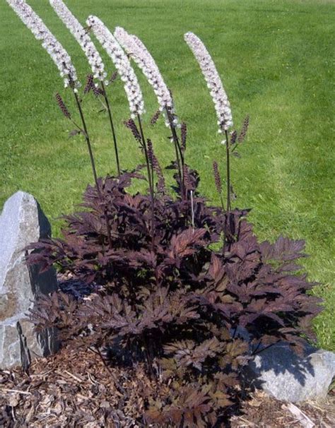 Actaea Simplex Black Negligee 2 Bugbane Wagon Wheel