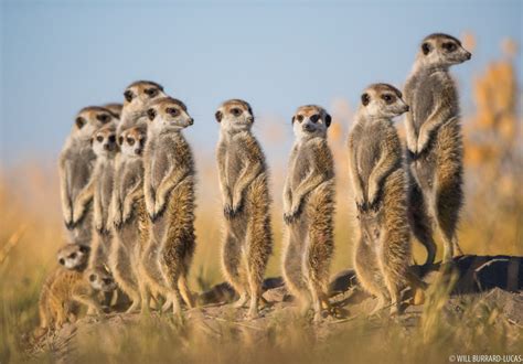 Makgadikgadi Pans National Park Photos Pictures Images