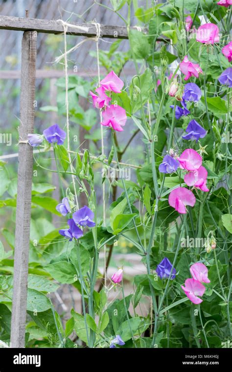 Sweet Peas In Blossom Growing Up A String Trellis Stock Photo Alamy