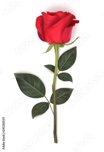 Single Red Rose With Long Stem And Green Leaves Isolated On White