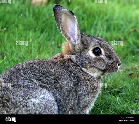 European Wild Rabbit Oryctolagus Cuniculus Portrait Seen In Profile