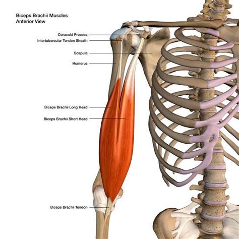 3d Rendering Of Biceps Brachii Muscles Isolated In Anterior View With