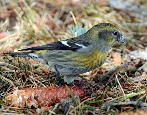 One call is a hard vibrant tchet, usually quickly doubled or given in a rapid chattering series of up to eight. White-winged Crossbill