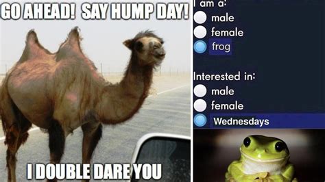 Hump Day Wednesday Meme