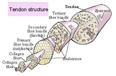 The most voted sentence example for tendon is 9, tendon of deep flexor (fl. E3 Racing Team and Raleigh Running Outfitters: September 2010