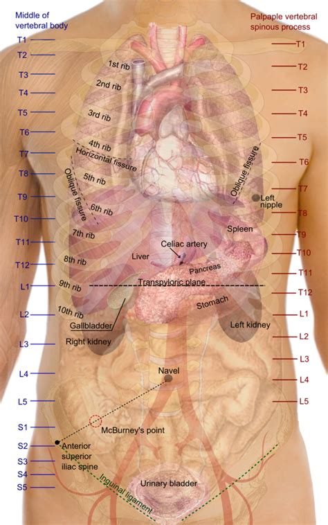 What organs are under bottom left rib cage? Where is the liver located on the female body | XxooM-How To