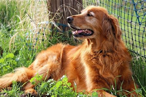 5 Types Of Golden Retriever Colors And Shades With Chart And Pictures