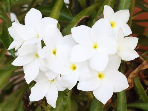 Learn which flowers thrive in which season with our seasonal flower guide. What's Blooming Now? Winter Flowers in Season