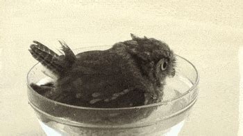 Wonderful moments in the animal kingdom. 29 Surprisingly Delightful Owl GIFs