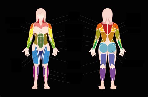 Importancia De Los Músculos Y La Masa Muscular