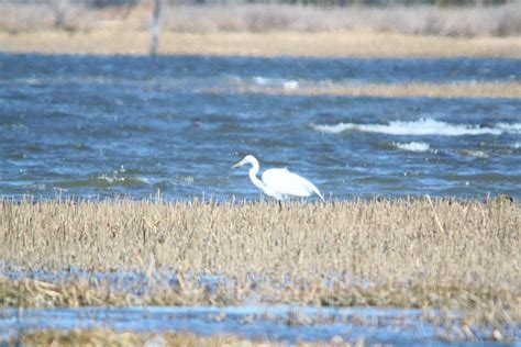 Nature On The Edge Of New York City Great Egrets Are Back In The Bay