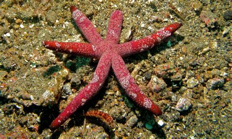 12 Types Of Saltwater Starfish For Aquariums With Pictures Pet Keen