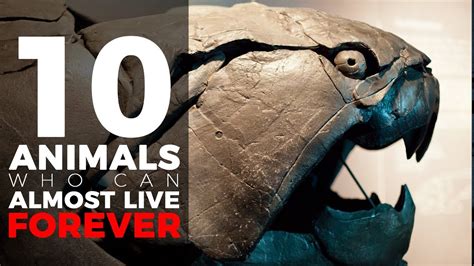 10 Unbelievable Immortal Animals Interesting Facts Youtube