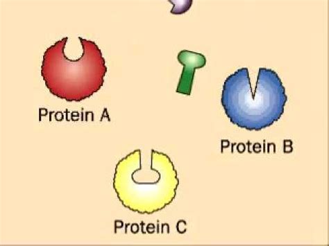 Affinity Chromatography Protein Separation Youtube