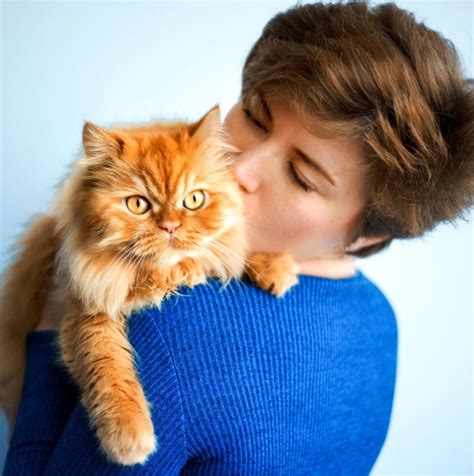 do cats feel love when you kiss them facts and faq catster