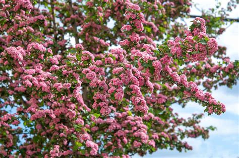 How To Grow And Care For Hawthorn Trees
