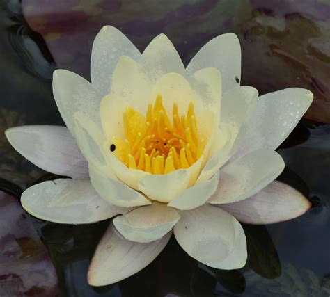 Water Lilies Howard Greenwood Flickr
