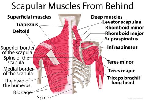 Scapula Shoulder Blade Anatomy Muscles Location Function Ehealthstar