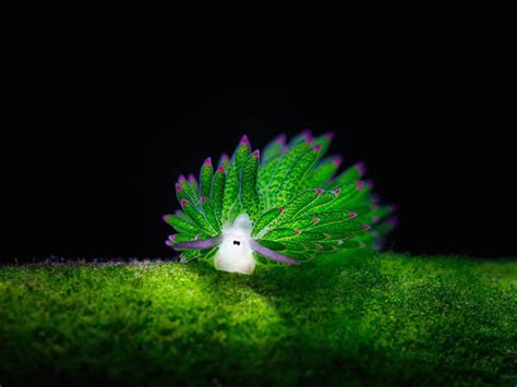 Infinity + sheep = sea sheep (leaf sheep) for creative challenge magic creatures in instagram ( www.instagram.com/tinyteensdolls/ ). Leaf Sheep? Cartoon Lamb? Another Adorable Sea Slug ...