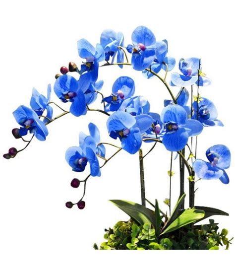 Best Price 100 Seed Blue Butterfly Orchid Diy Decorative Garden Plant