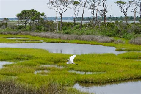 Quantifying The Benefits Of Wetland Restoration For Carbon