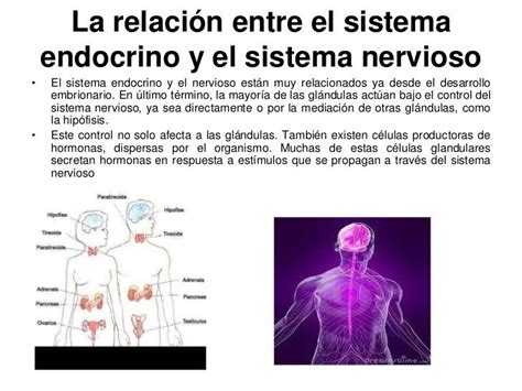 Relación Entre El Sistema Nervioso Y El Reproductor Mind Map