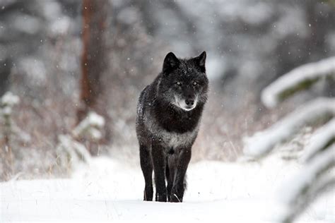 The Mystery Of North Americas Black Wolves