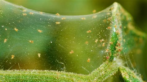 Spider Mites How To Get Rid Of Spider Mites On Plants The Old Farmer