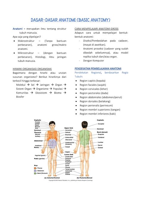 Anatomi 1 Dasar Pengantar Anatomi Anatomi Merupakan Ilmu Tentang