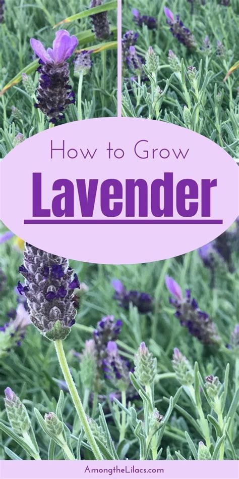 Learn How To Grow Lavender In Your Yard And Garden Lavender Is A Low