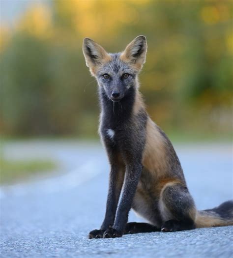 7 Of The Most Breathtakingly Beautiful Fox Species In The World