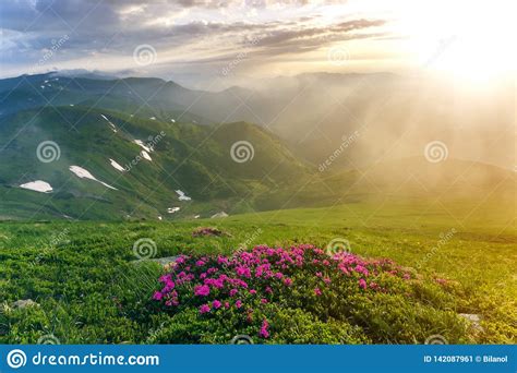Beautiful View Of Pink Rhododendron Rue Flowers Blooming On Mountain