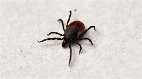 How To Get Rid Of Ticks In Yard A Complete Guide Pest Samurai