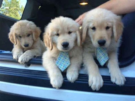 These moms are our own females but are being hosted by a very caring. Golden retriever named Mueller is mayor of Southern ...