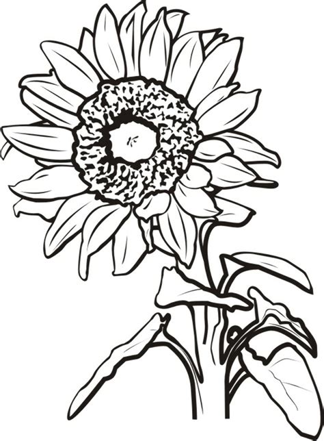 Download High Quality Sunflower Clip Art White Transparent Png Images