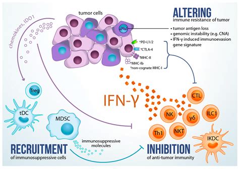 Ijms Free Full Text The Dark Side Of Ifn Its Role In Promoting