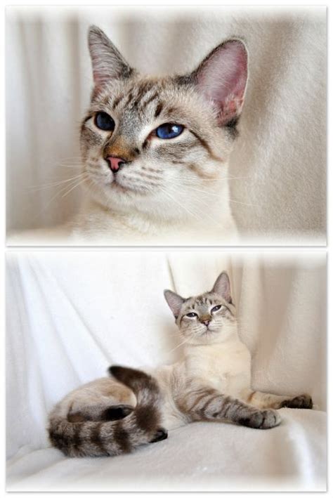 112 Best Images About Lynx Point Siamese On Pinterest