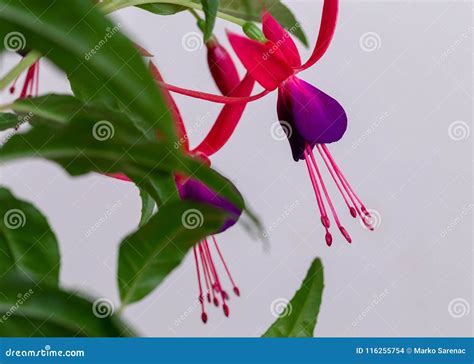 Beautiful Fuchsia Flower 3 Stock Photo Image Of Bright 116255754