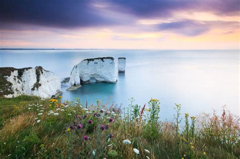 We did not find results for: Old Harry Flowers