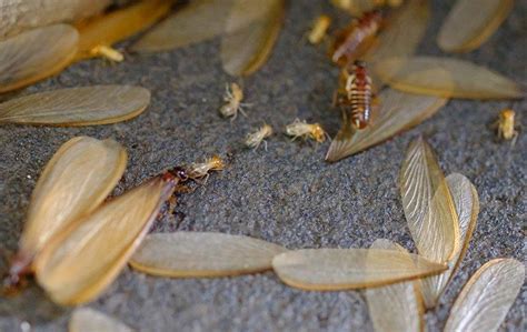 What Do Flying Termites Look Like Katynel